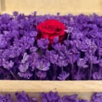 Close-up of a personalized wooden flower box filled with purple lavender and a single preserved red rose, showcasing intricate floral details. Ideal for romantic gifts or special occasions by Sear Handcrafted Elegance.